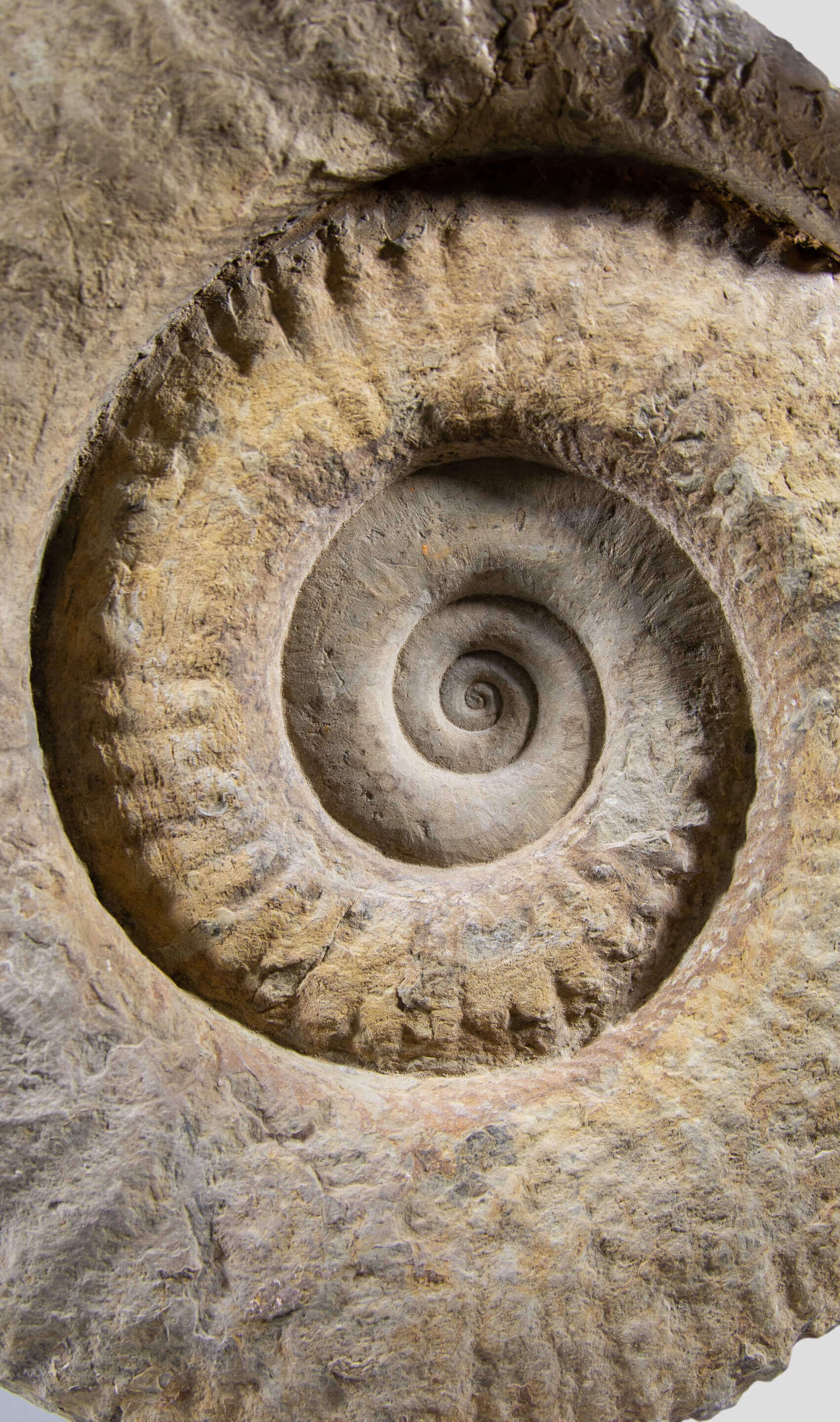 Mantelliceras Ammonite In Steel Swivel Stand 465mm