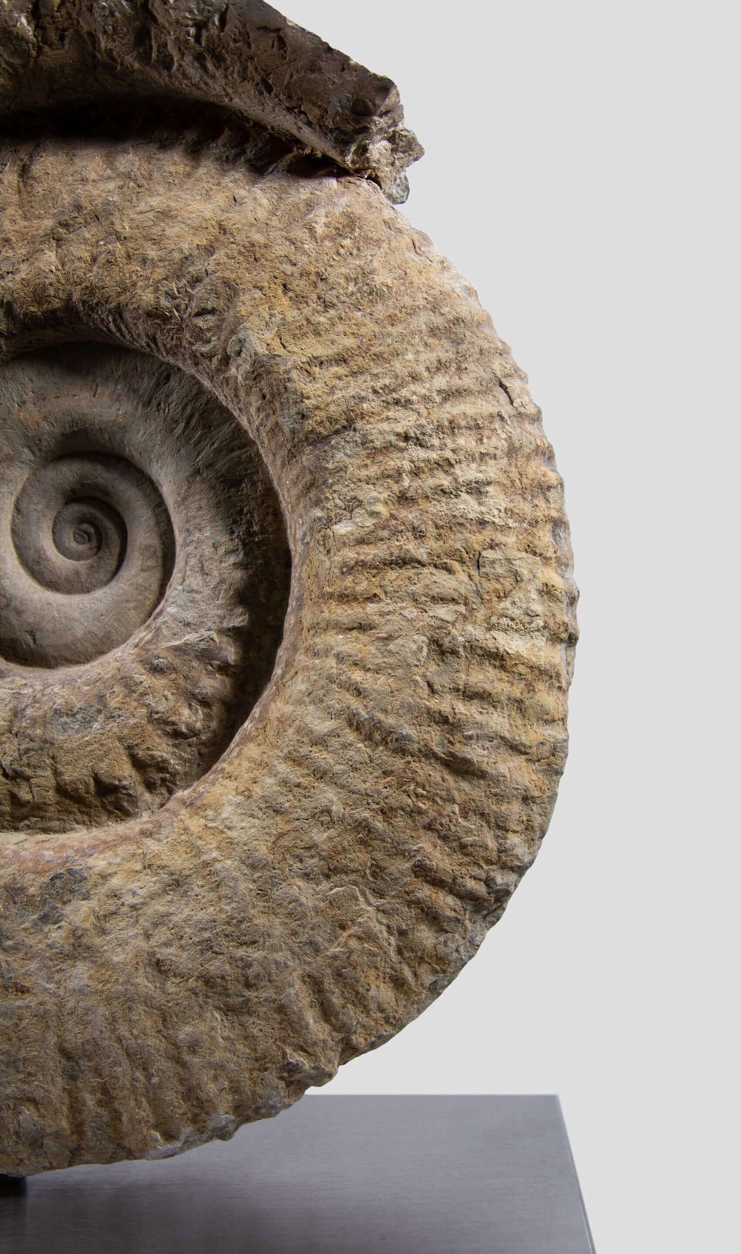 Mantelliceras Ammonite In Steel Swivel Stand 465mm