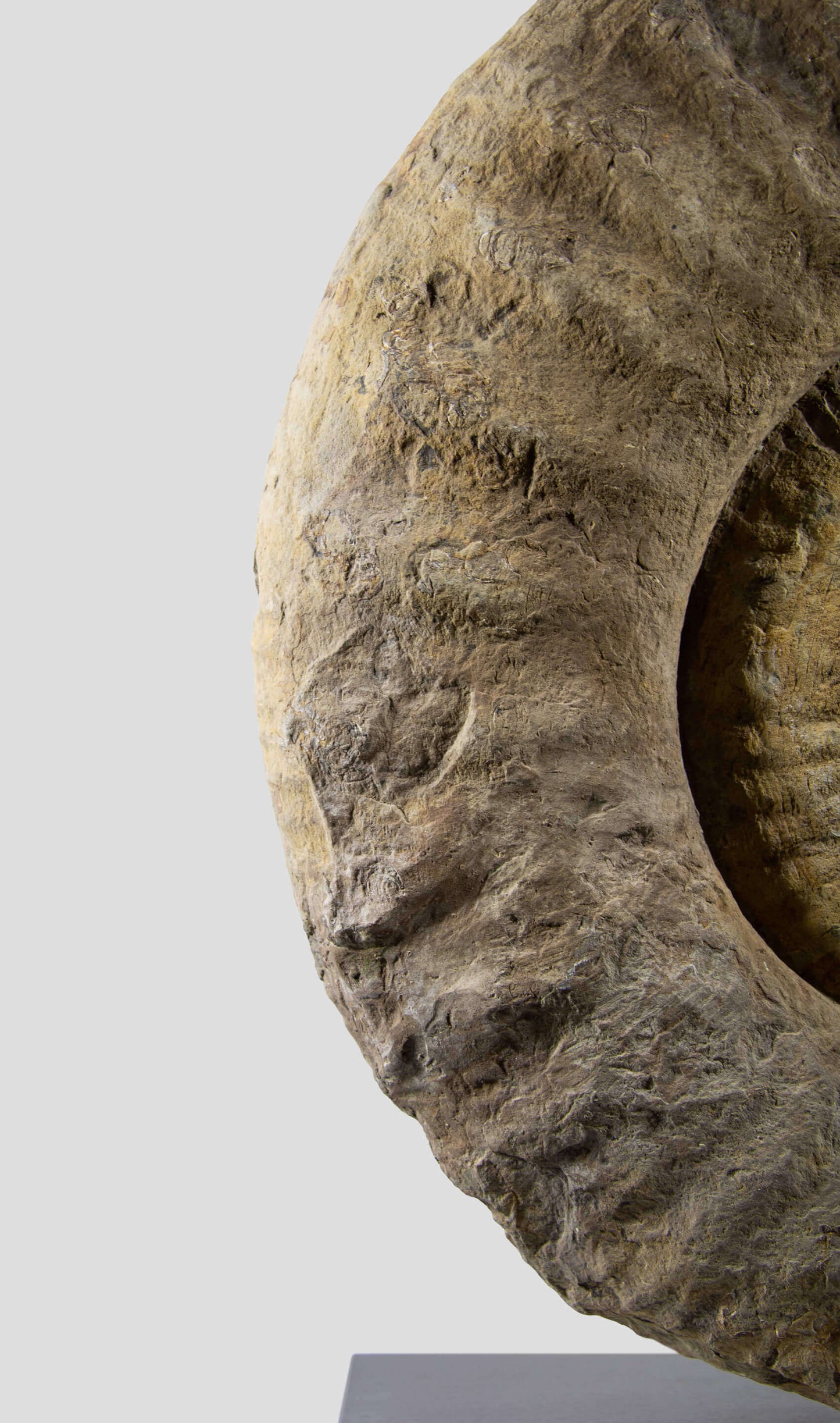 Mantelliceras Ammonite In Steel Swivel Stand 465mm