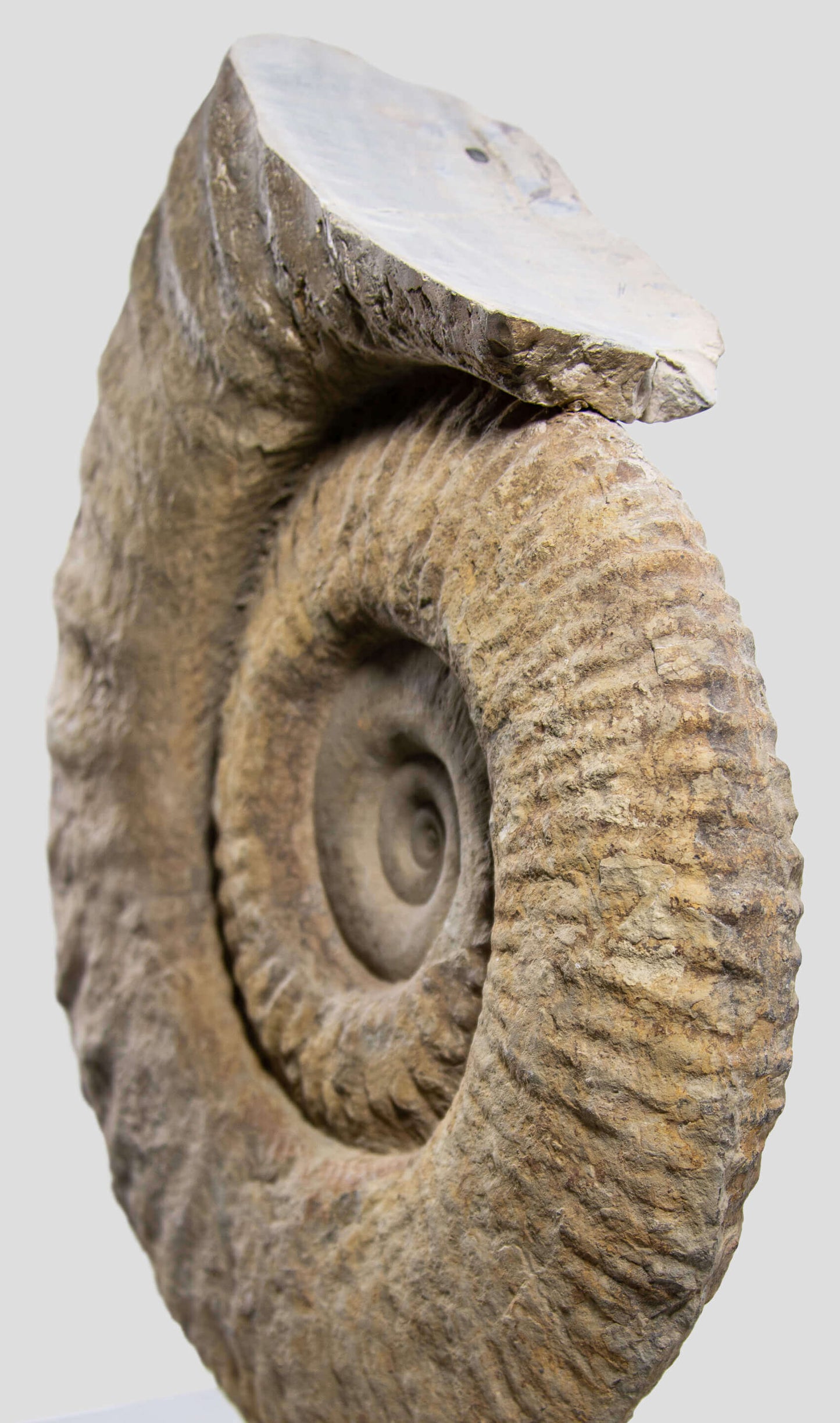 Mantelliceras Ammonite In Steel Swivel Stand 465mm