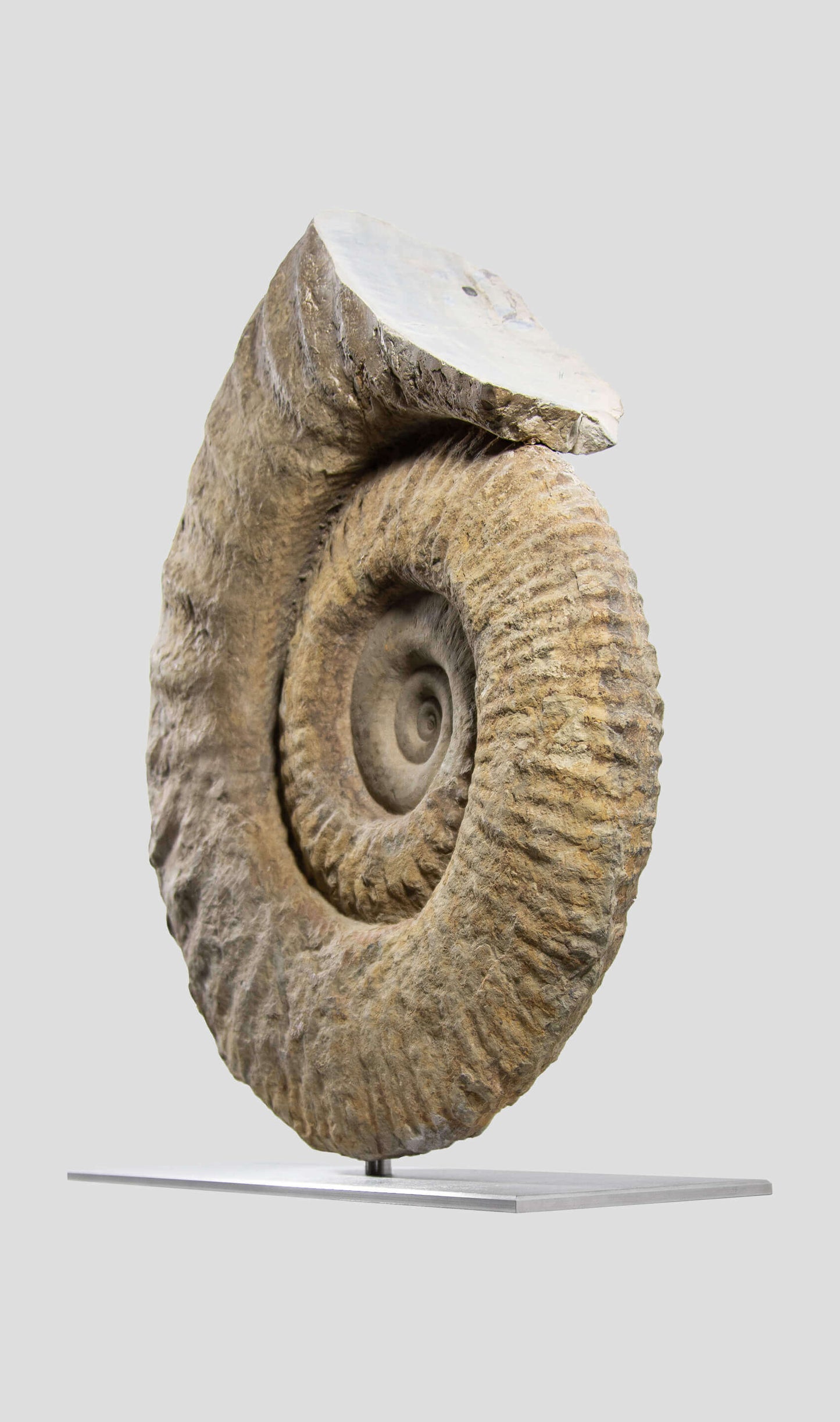 Mantelliceras Ammonite In Steel Swivel Stand 465mm