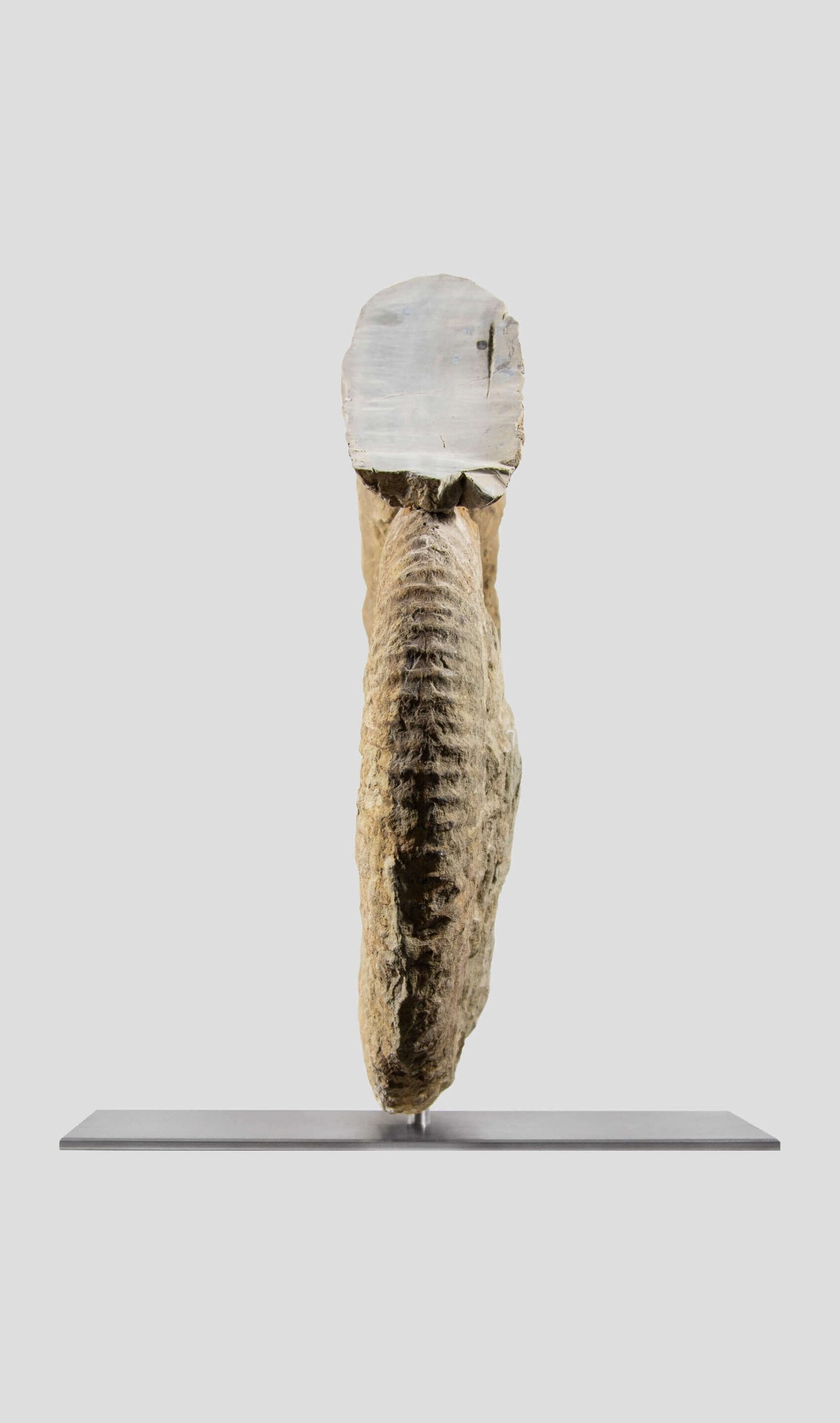 Mantelliceras Ammonite In Steel Swivel Stand 465mm