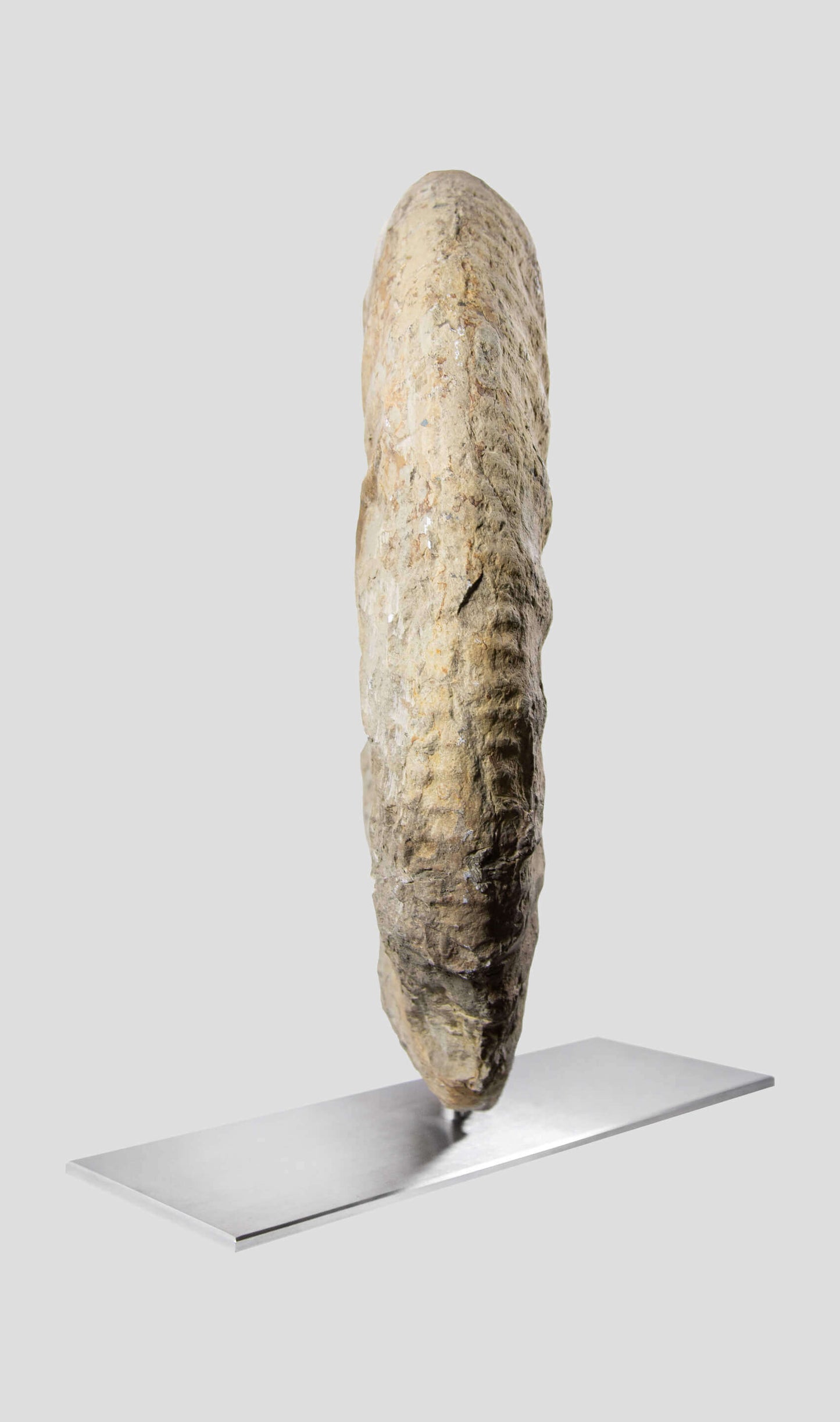 Mantelliceras Ammonite In Steel Swivel Stand 465mm