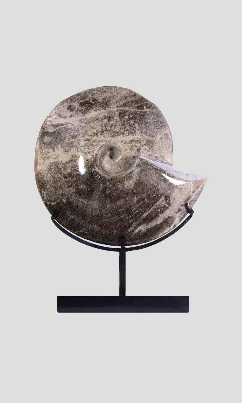 Hoplitoides Wohltmanni Ammonite 382mm on bronze stand