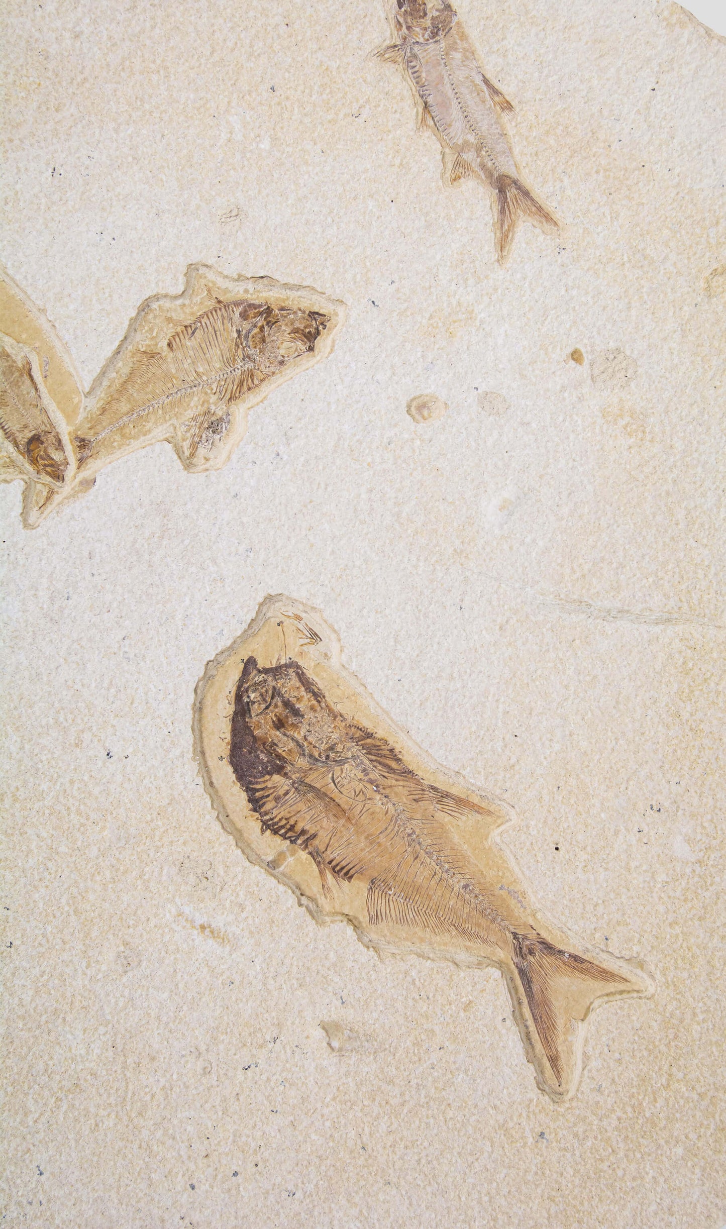 Knightia Alta And Diplomystus Dentatus and Amphiplaga Brachyptera Fish Shoal Slab 1.1M