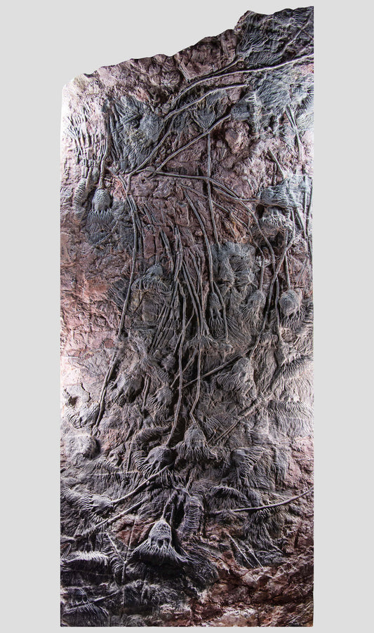 Scyphocrinites Elegans Sea Lily Crinoid Seabed Duo التثبيت المعماري V-ELEGANS © 4.4M [فائقة الندرة]