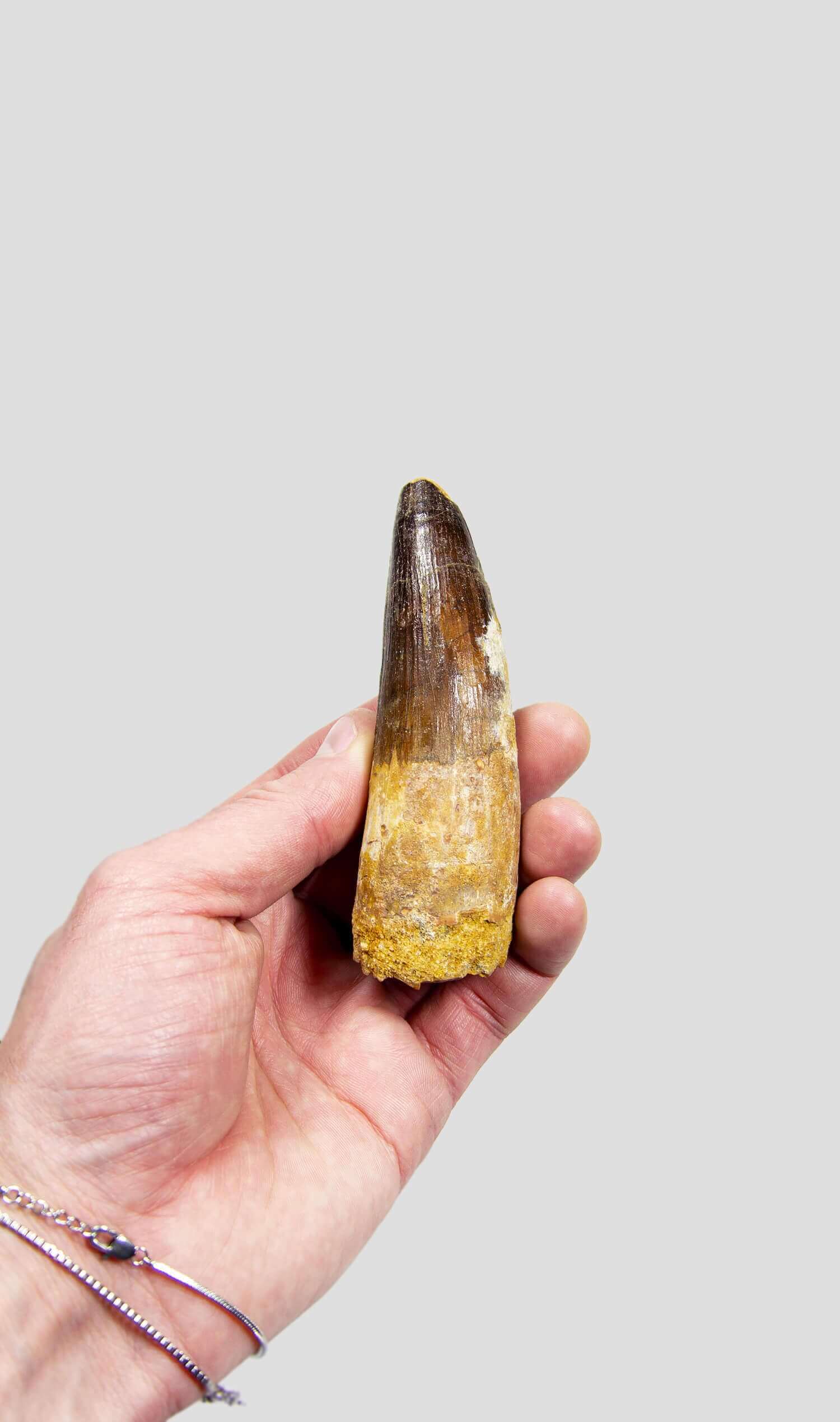 Spinosaurus Aegyptiacus Spine Lizard Dinosaur Tooth 105mm