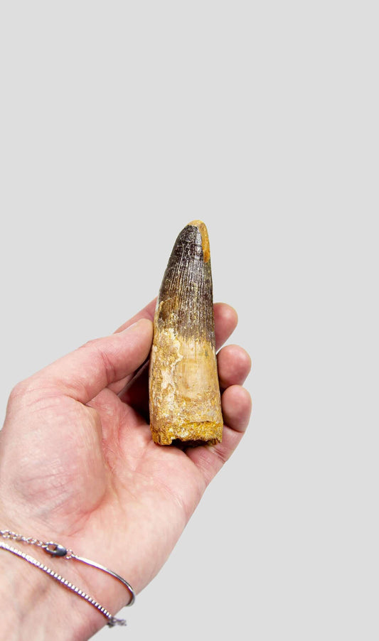 Spinosaurus Aegyptiacus Spine Lizard Dinosaur Tooth 105mm
