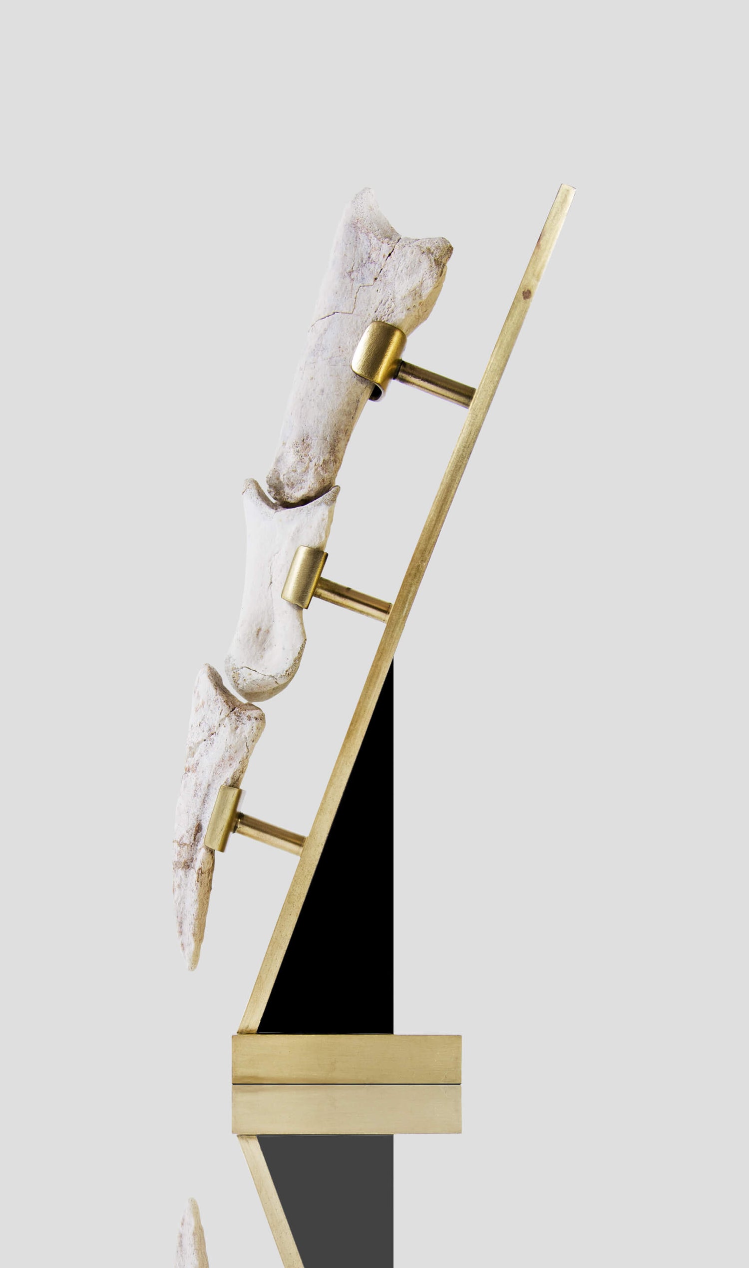 A rare white spinosaurus toe claw for sale on a custom brass stand for interior display 21