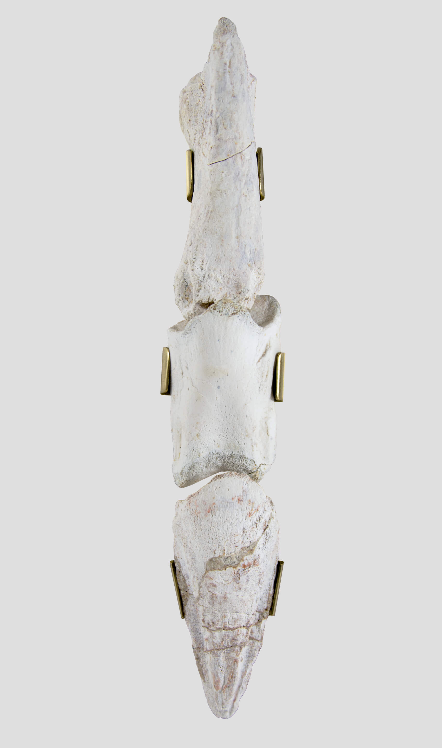 سبينوصور ايجيبتياكوس مخلب اصبع القدم 243 ملم