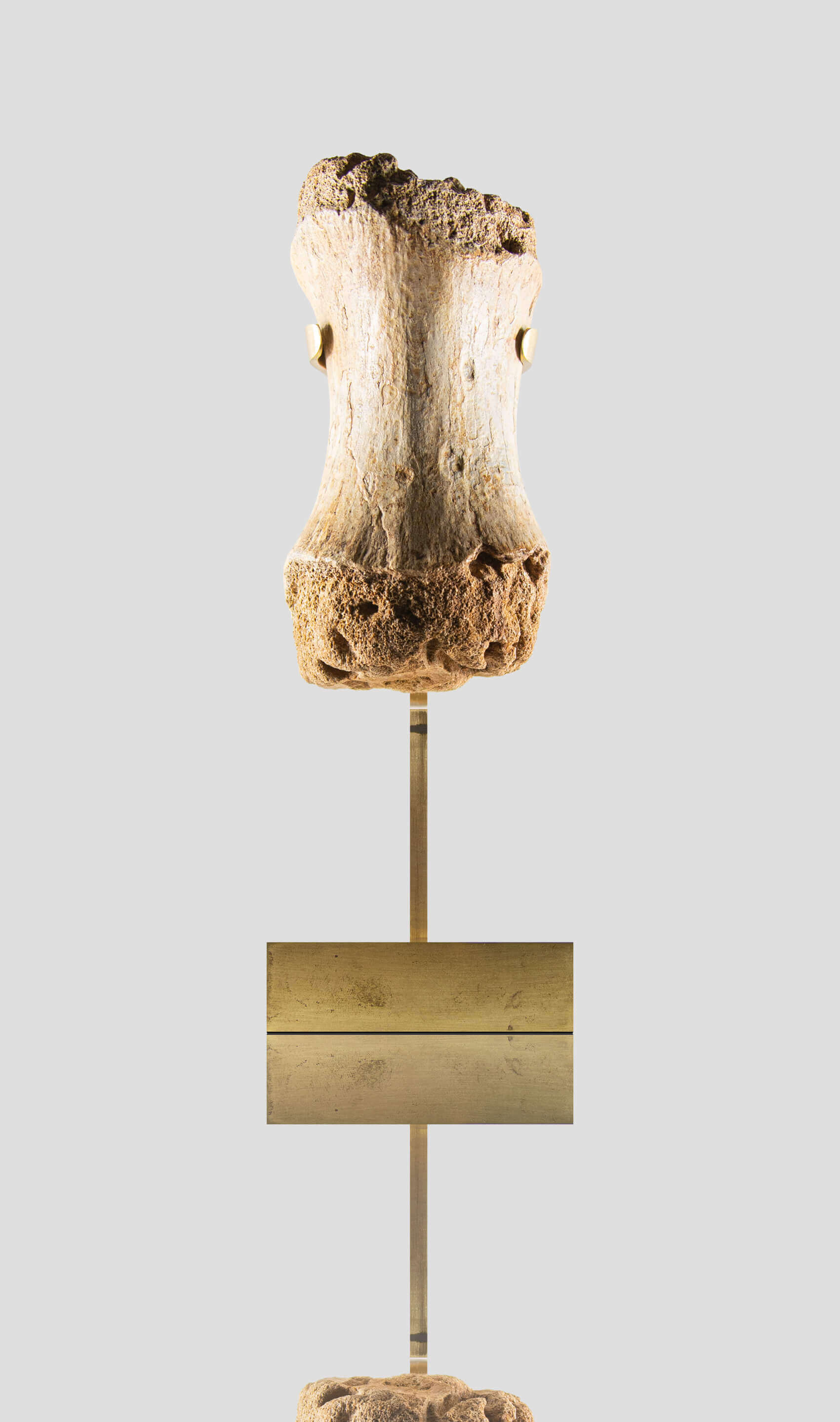 carcharodontosaurus vertebra on a beautiful custom brass stand for a wonderful display