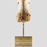 carcharodontosaurus vertebra on a beautiful custom brass stand for a wonderful display
