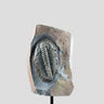 Longianda Termieri Fossil Trilobite 273mm on bronze stand