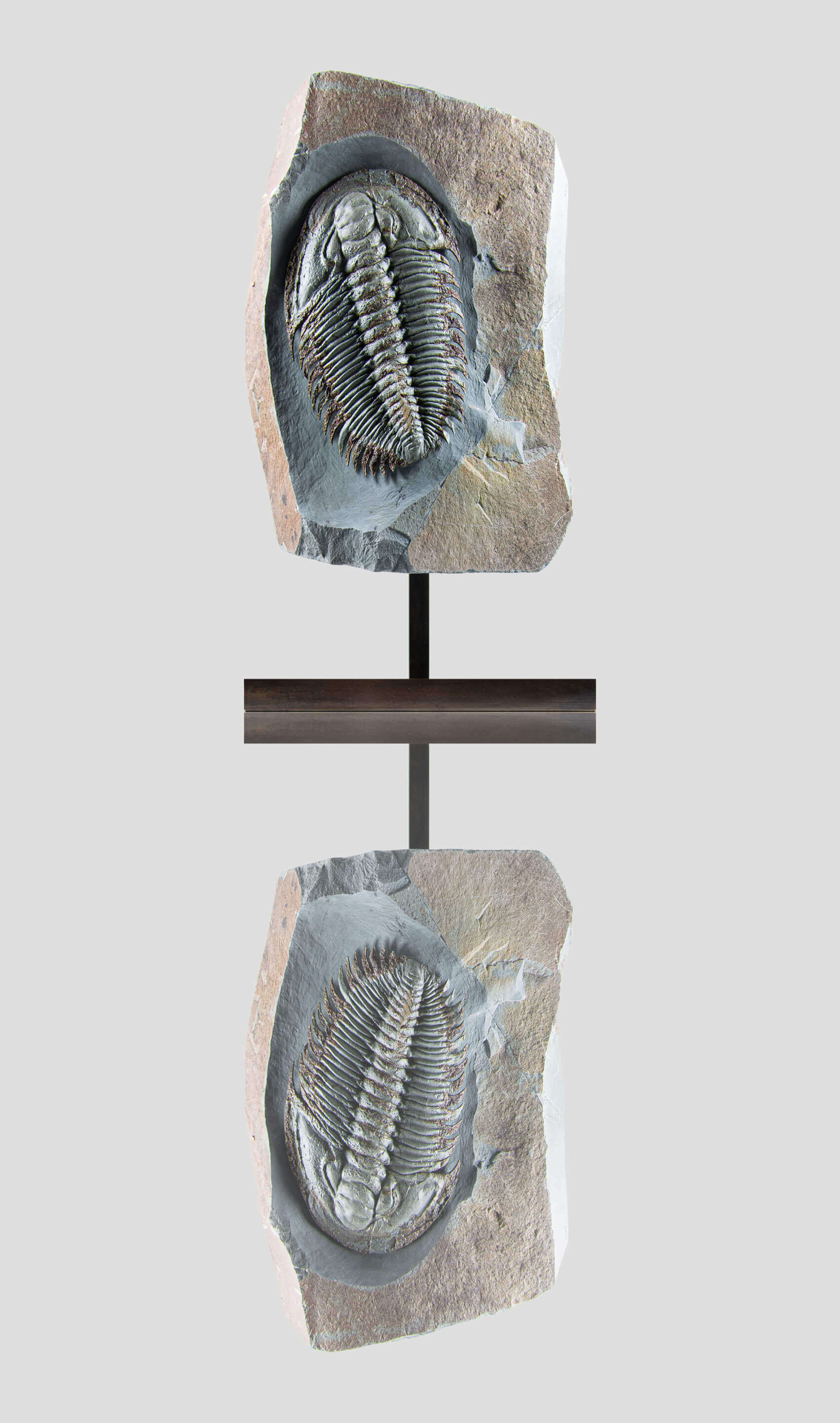 Longianda Termieri Fossil Trilobite 273mm