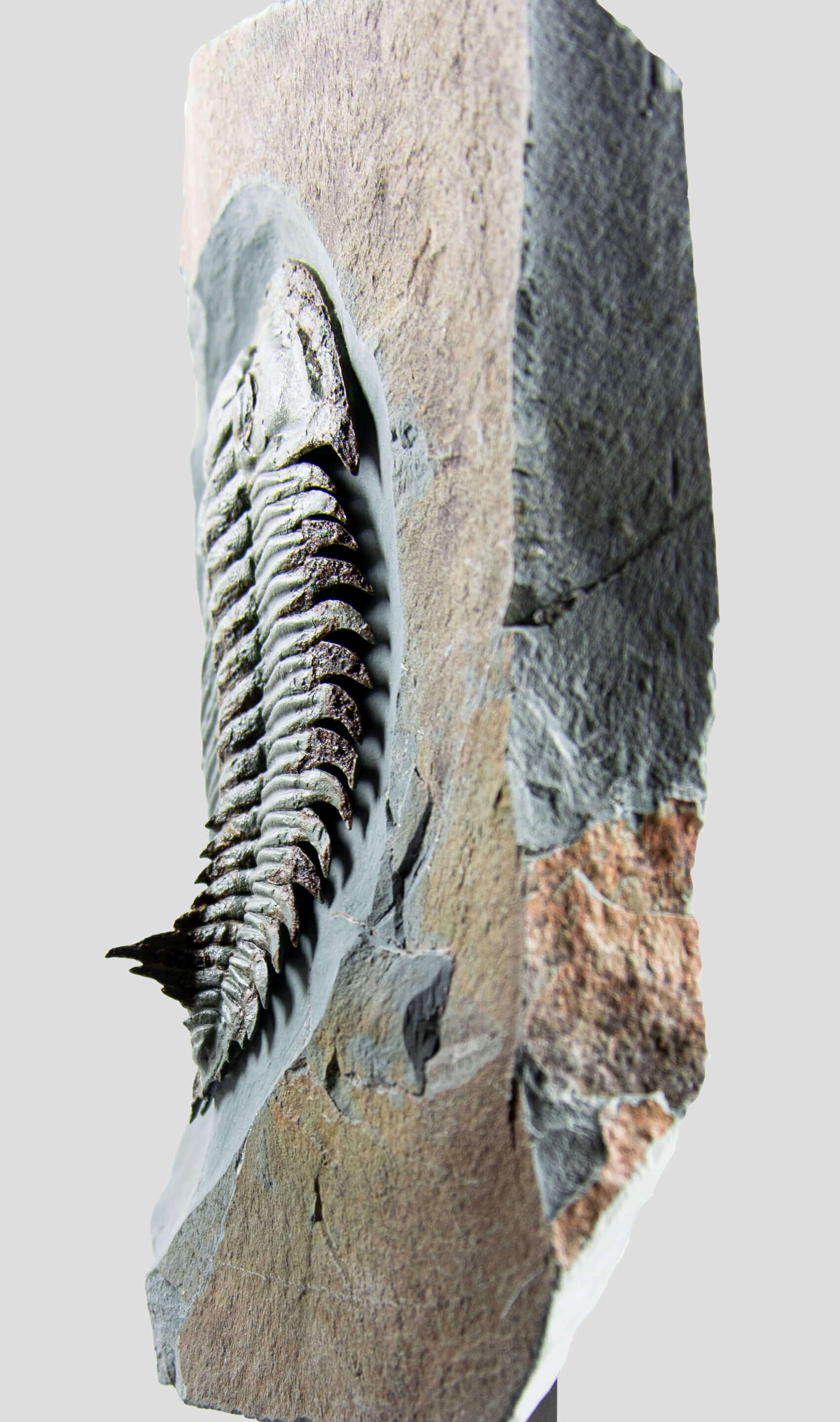 Longianda Termieri 三叶虫化石 273 毫米