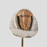 A fossil trilobite cradled on our brass stand series