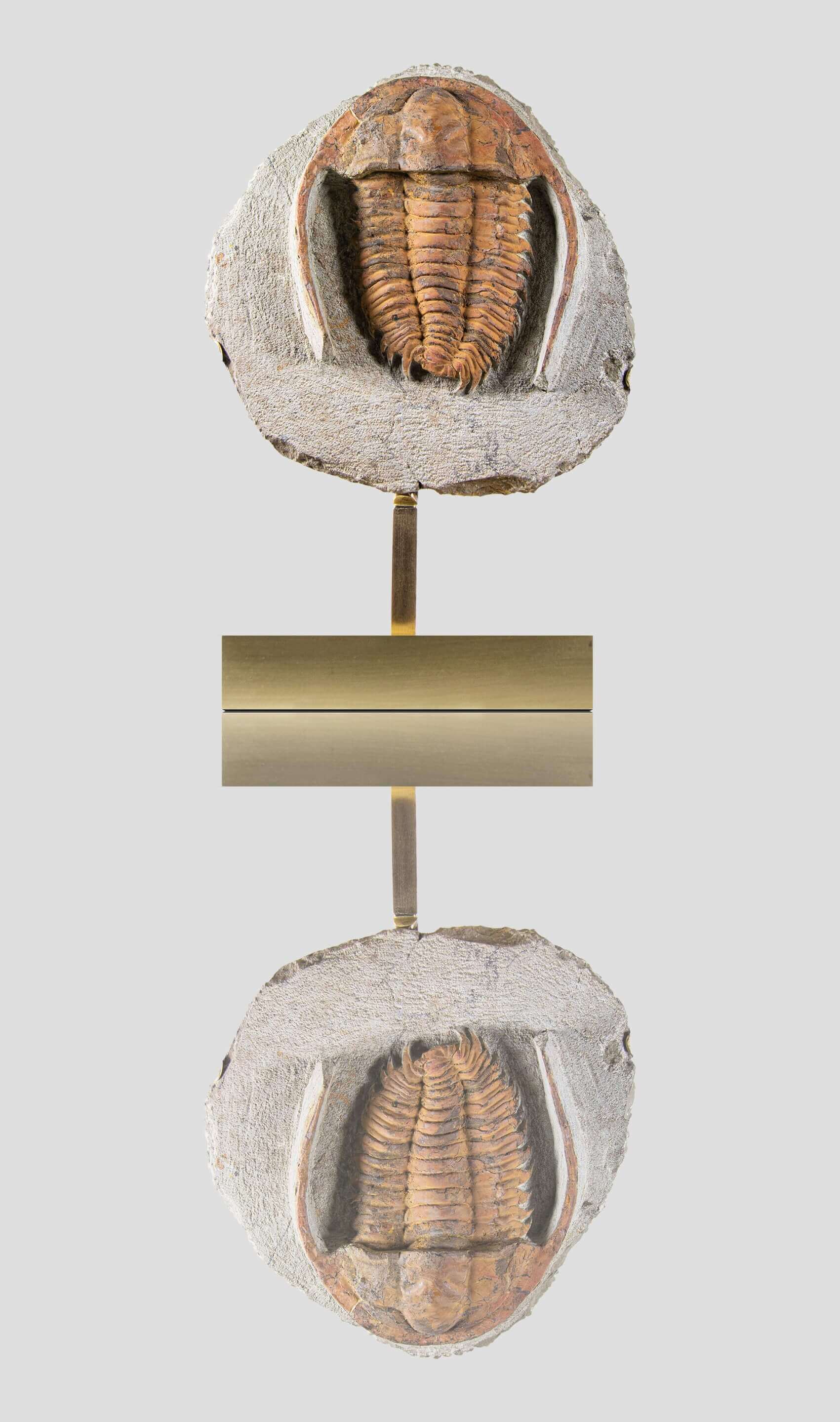 A fossil trilobite mounted on our brass stand series