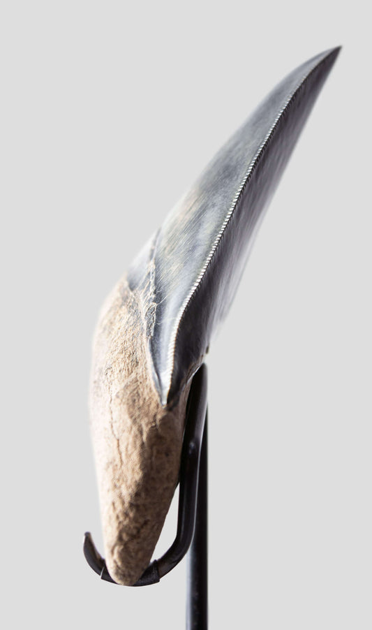Megalodon Tooth Complete In Bronze Stand 4.44
