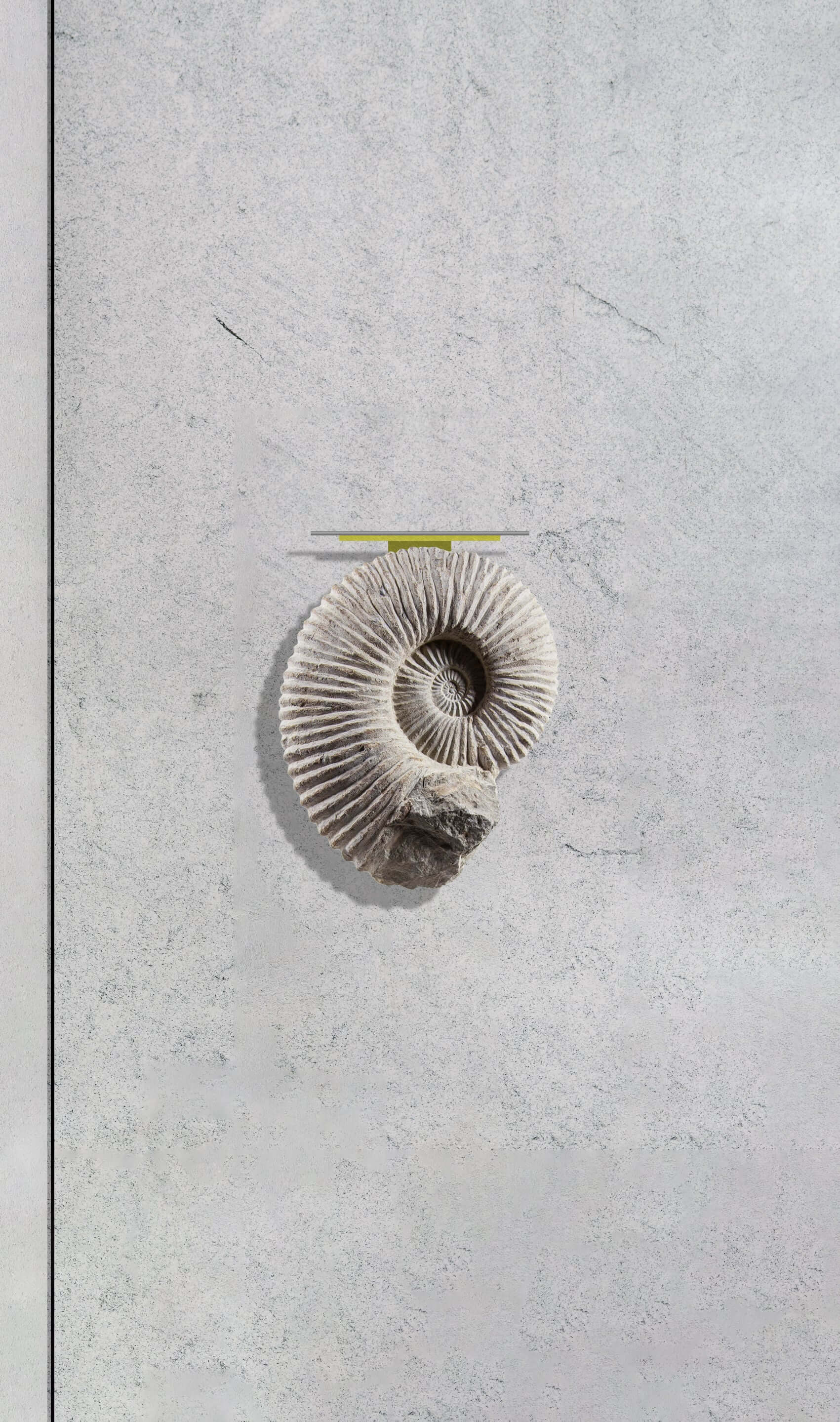 Ammonite wall table in brass and stainless steel