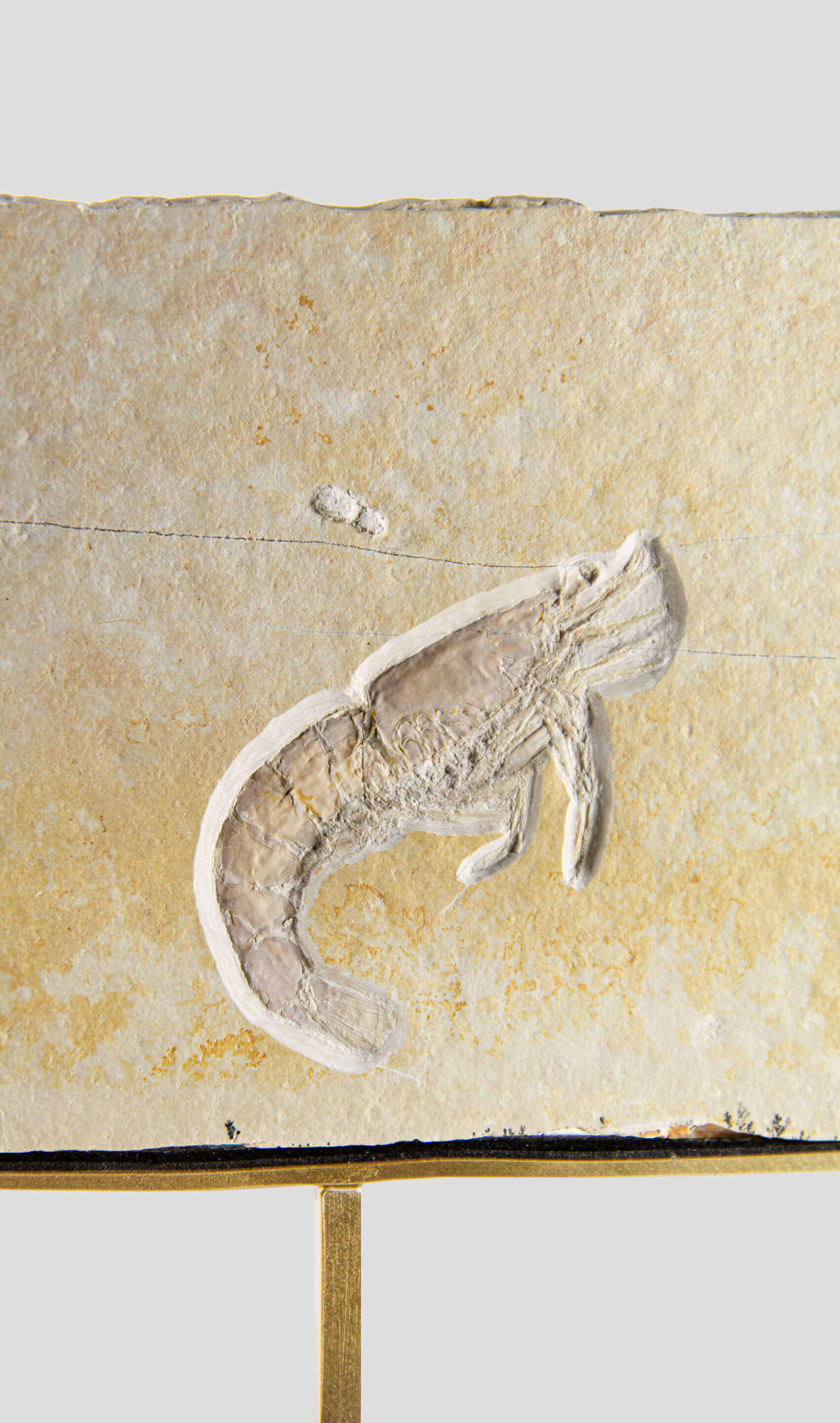 Fossil Acanthochirana Longiceps 197mm