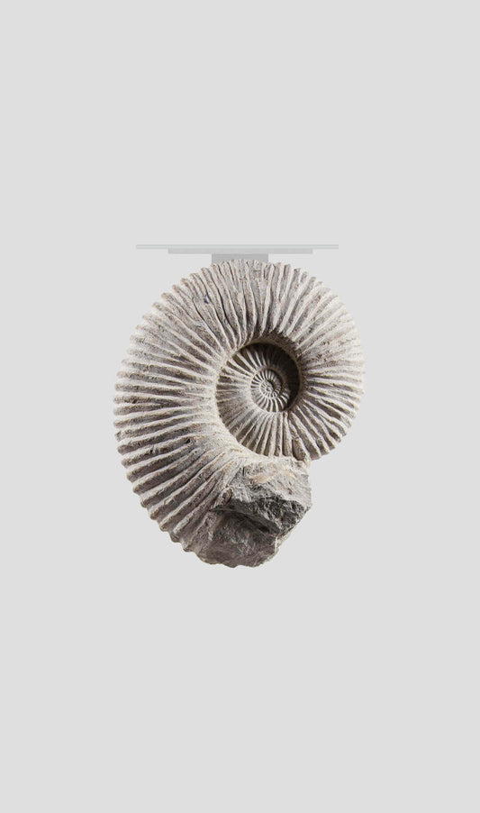 Detailed image of a Mantelliceras ammonite fossil, showcasing its unique spiral shape and ridged texture.