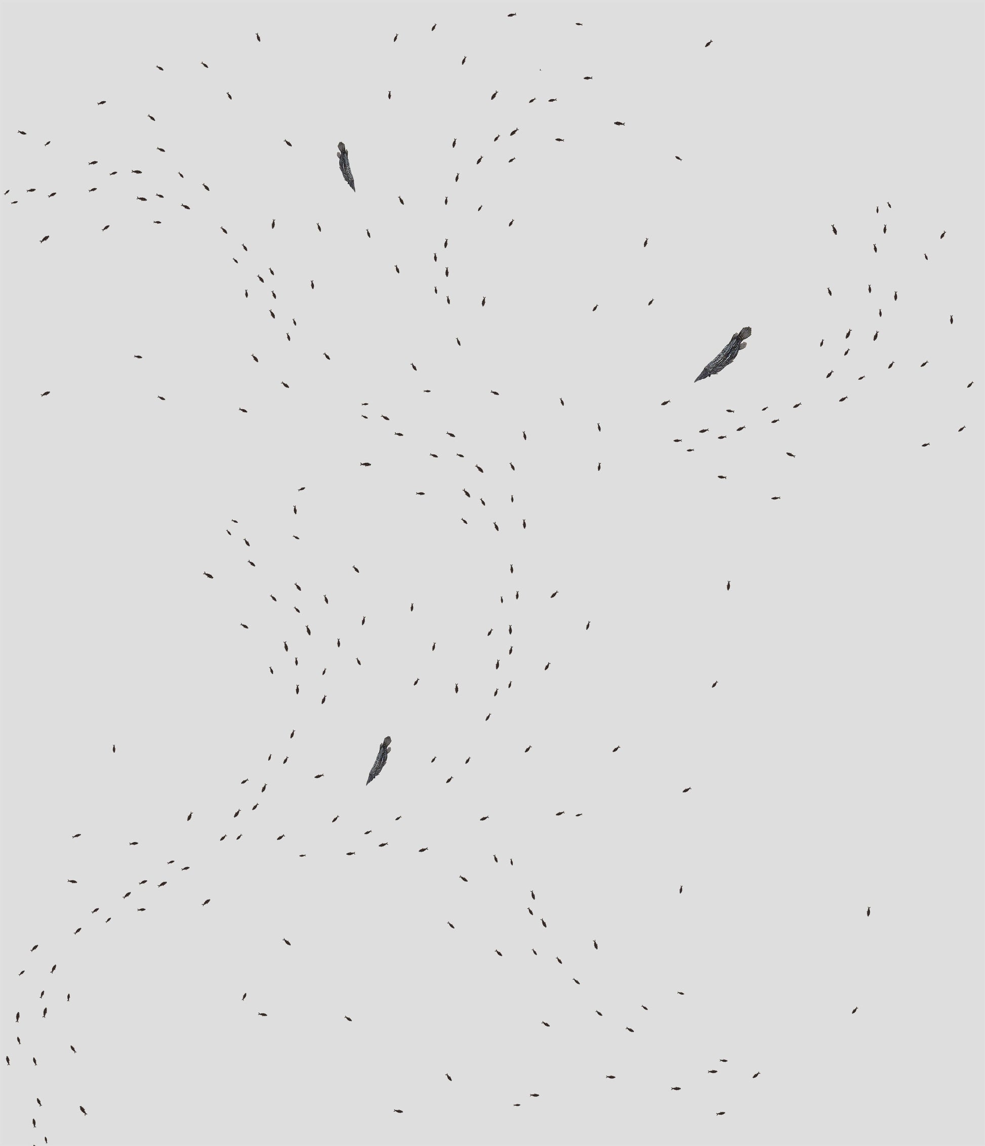 Abstract pattern of black fish silhouettes swimming in a fluid, dynamic arrangement on a light background.