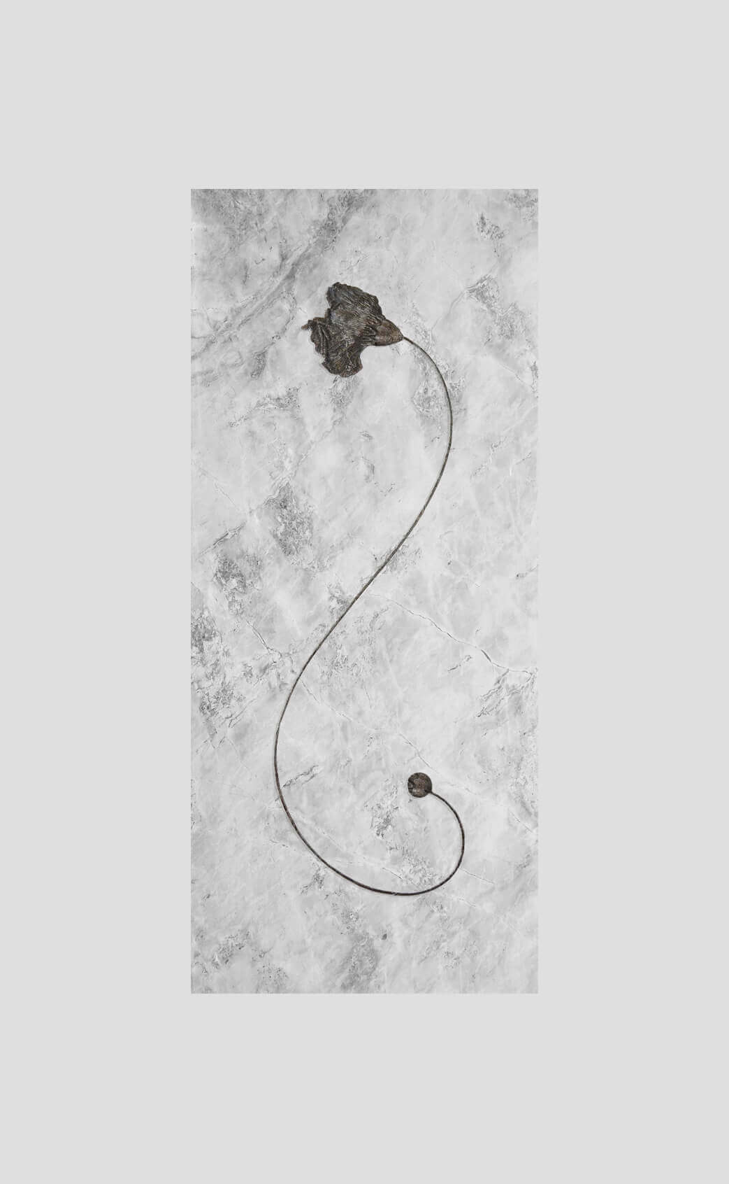 Scyphocrinites Elegans Sea Lily featured on a wall