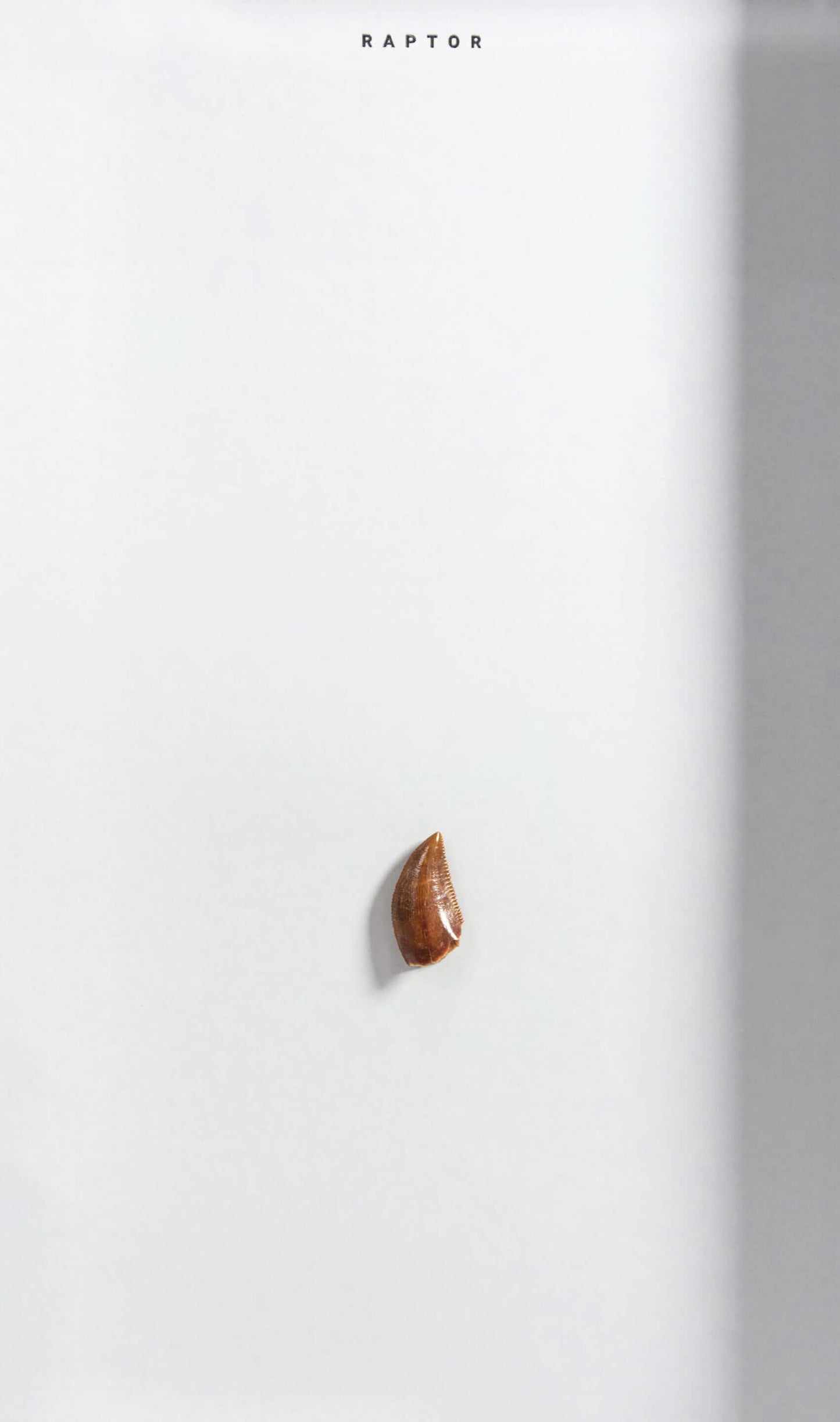 Dinosaur Raptor tooth in frame perfect dinosaur gift