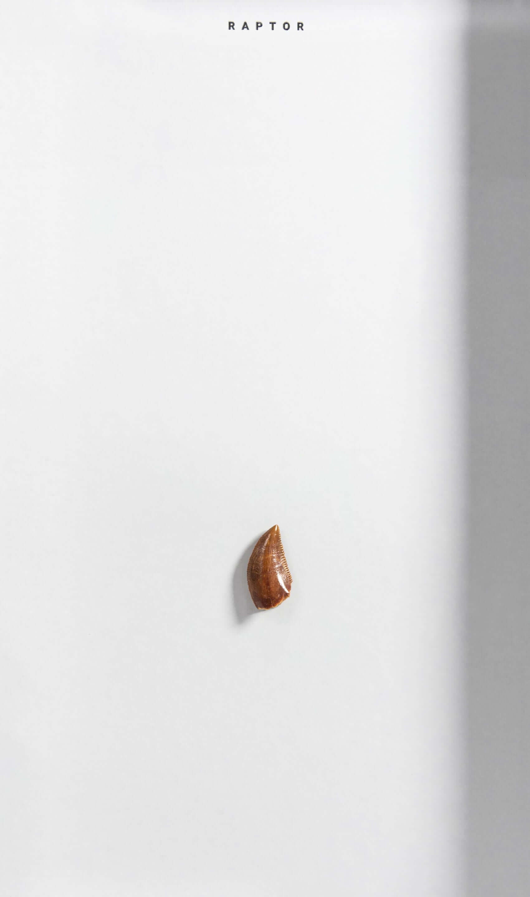 Dinosaur Raptor tooth in frame perfect dinosaur gift