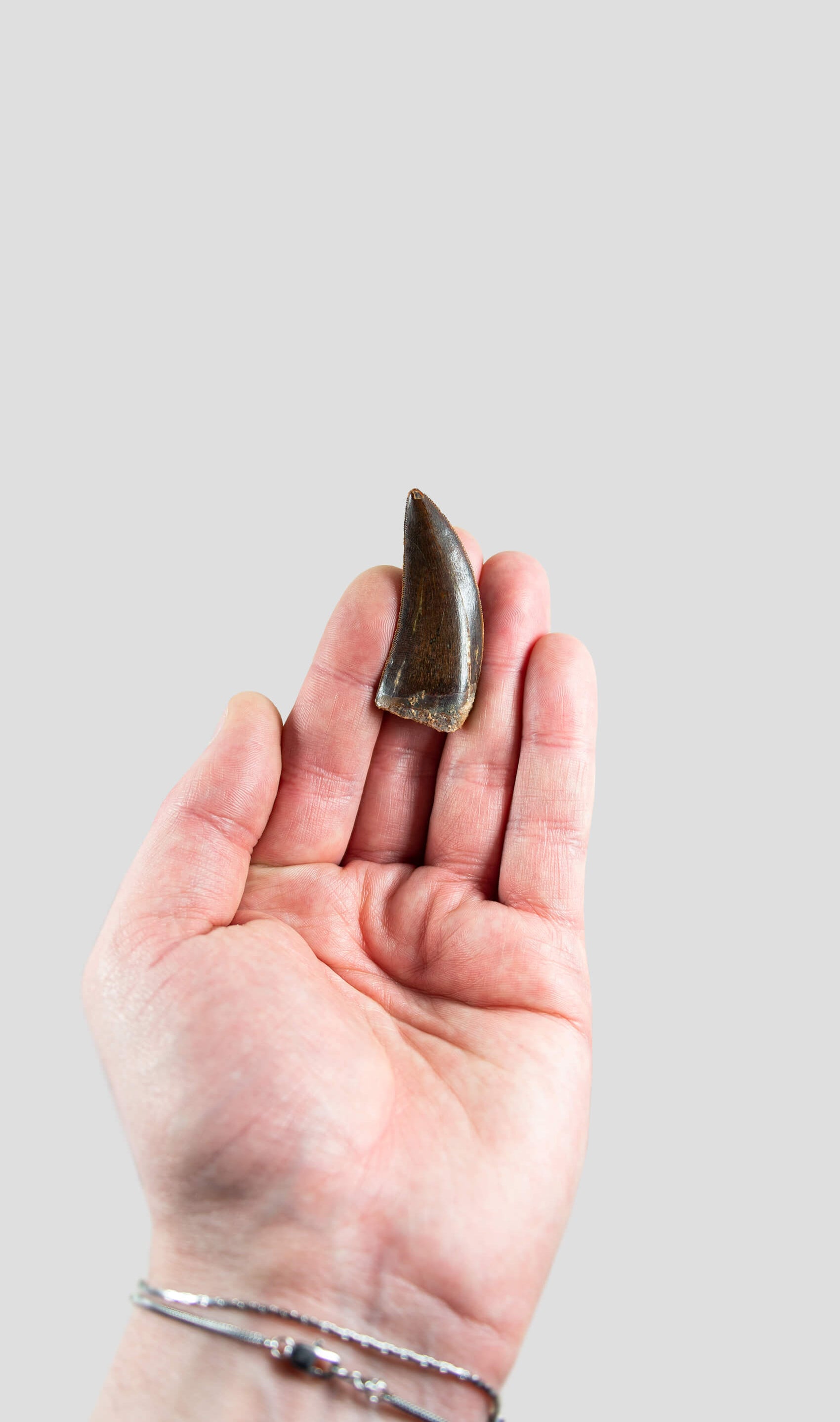 Carcharodontosaurus Saharicus N.African Tyrannosaurus Rex Dinosaur Tooth [NWA T-Rex] 50mm