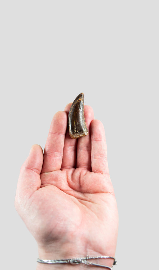 Carcharodontosaurus Saharicus N.African Tyrannosaurus Rex Dinosaur Tooth [NWA T-Rex] 50mm