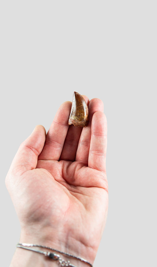 Carcharodontosaurus Saharicus N.African Tyrannosaurus Rex Dinosaur Tooth [NWA T-Rex] 38mm