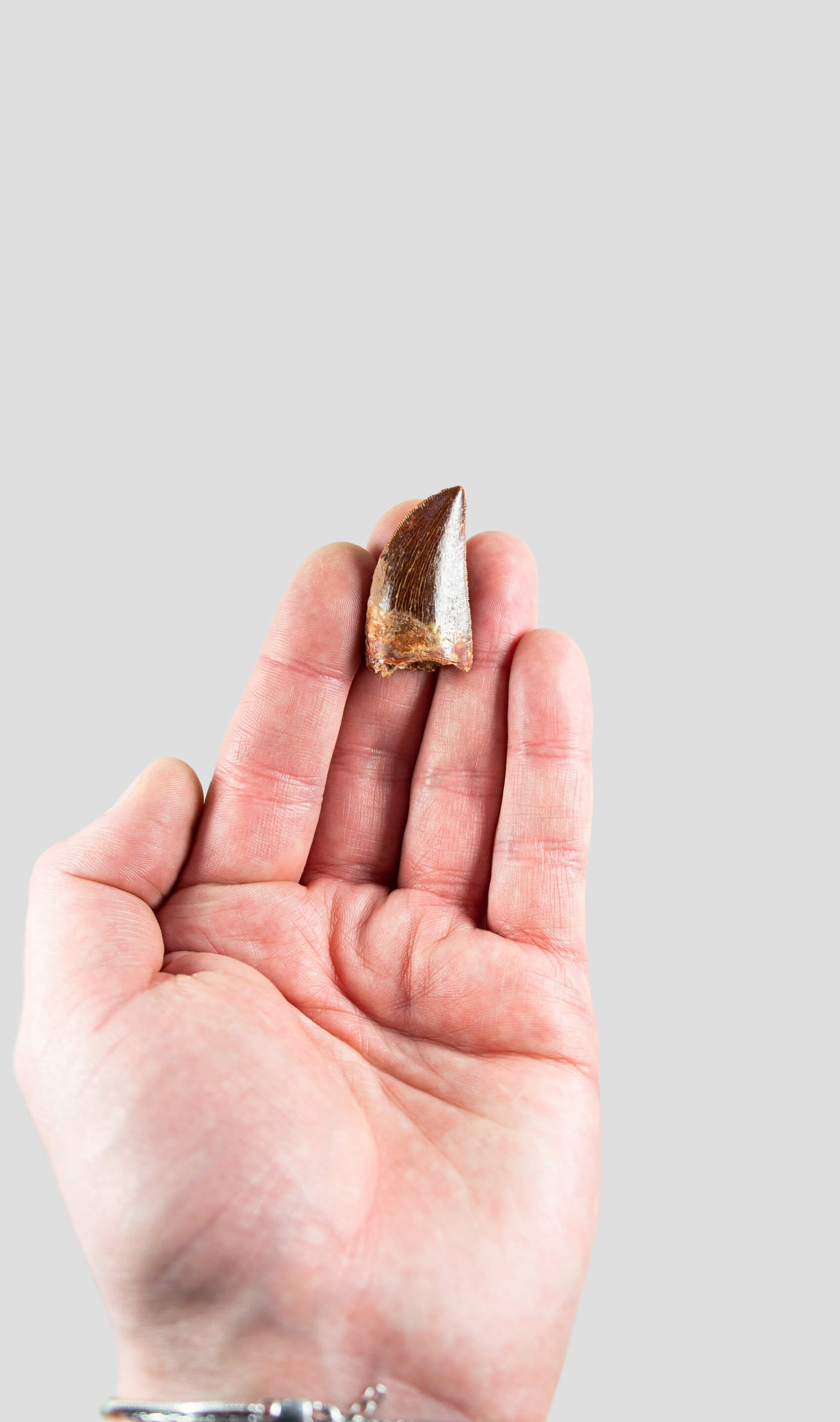Carcharodontosaurus Saharicus N.African Tyrannosaurus Rex Dinosaur Tooth [NWA T-Rex] 38mm