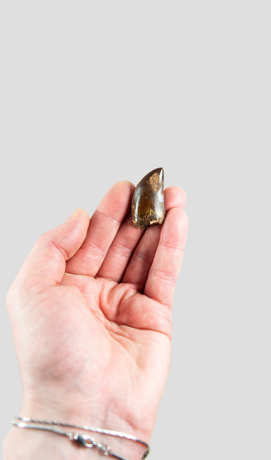 Carcharodontosaurus Saharicus N.African Tyrannosaurus Rex Dinosaur Tooth [NWA T-Rex] 41mm