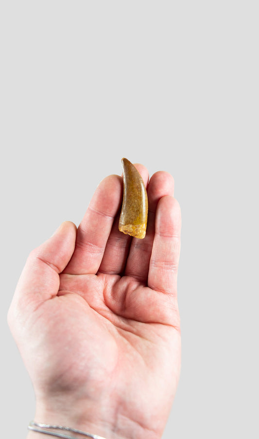 Carcharodontosaurus Saharicus N.African Tyrannosaurus Rex Dinosaur Tooth [NWA T-Rex] 49mm