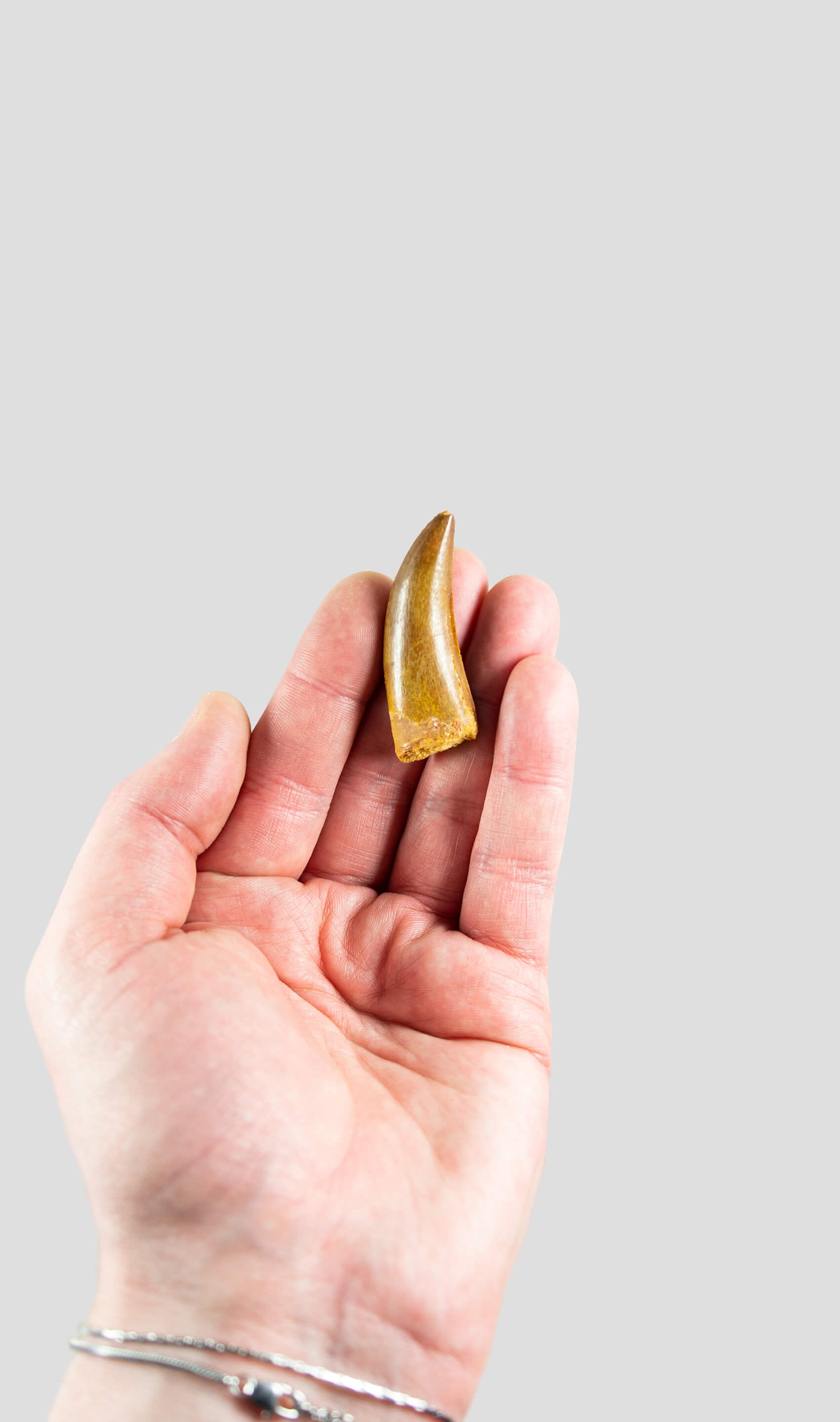 Carcharodontosaurus Saharicus N.African Tyrannosaurus Rex Dinosaur Tooth [NWA T-Rex] 49mm