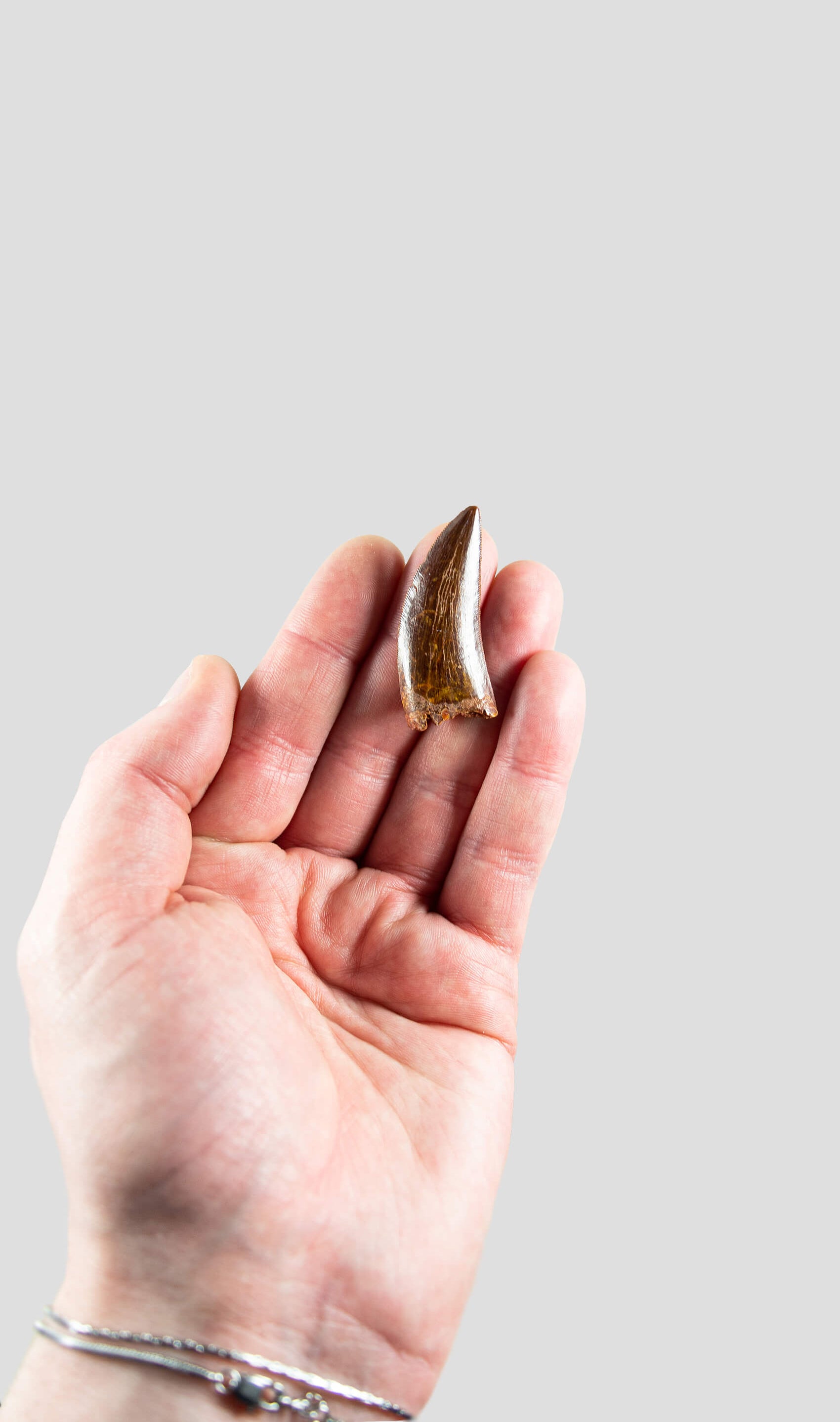 Carcharodontosaurus Saharicus N.African Tyrannosaurus Rex Dinosaur Tooth [NWA T-Rex] 45mm