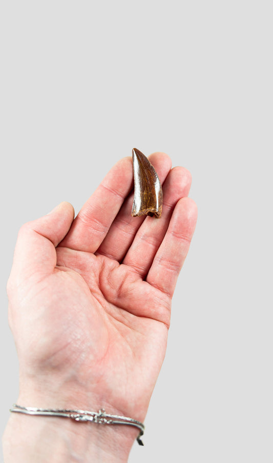 Carcharodontosaurus Saharicus N.African Tyrannosaurus Rex Dinosaur Tooth [NWA T-Rex] 45mm