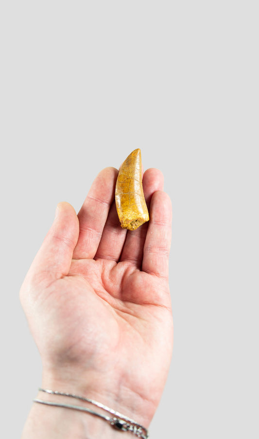 Carcharodontosaurus Saharicus N.African Tyrannosaurus Rex Dinosaur Tooth [NWA T-Rex] 55mm
