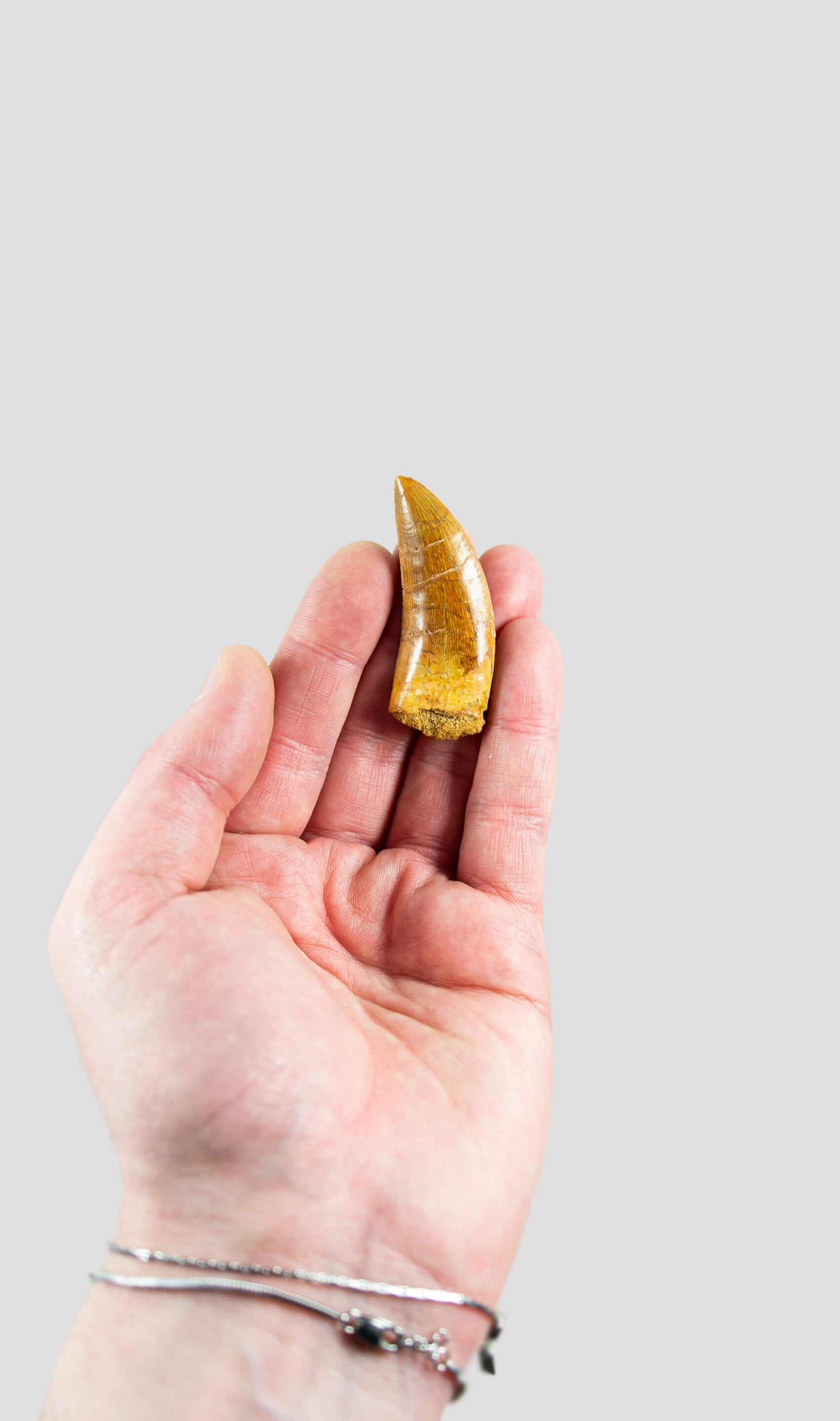Carcharodontosaurus Saharicus N.African Tyrannosaurus Rex Dinosaur Tooth [NWA T-Rex] 55mm