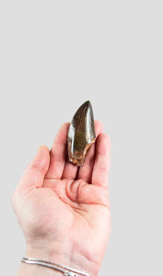 Carcharodontosaurus Saharicus N.African Tyrannosaurus Rex Dinosaur Tooth [NWA T-Rex] 73mm