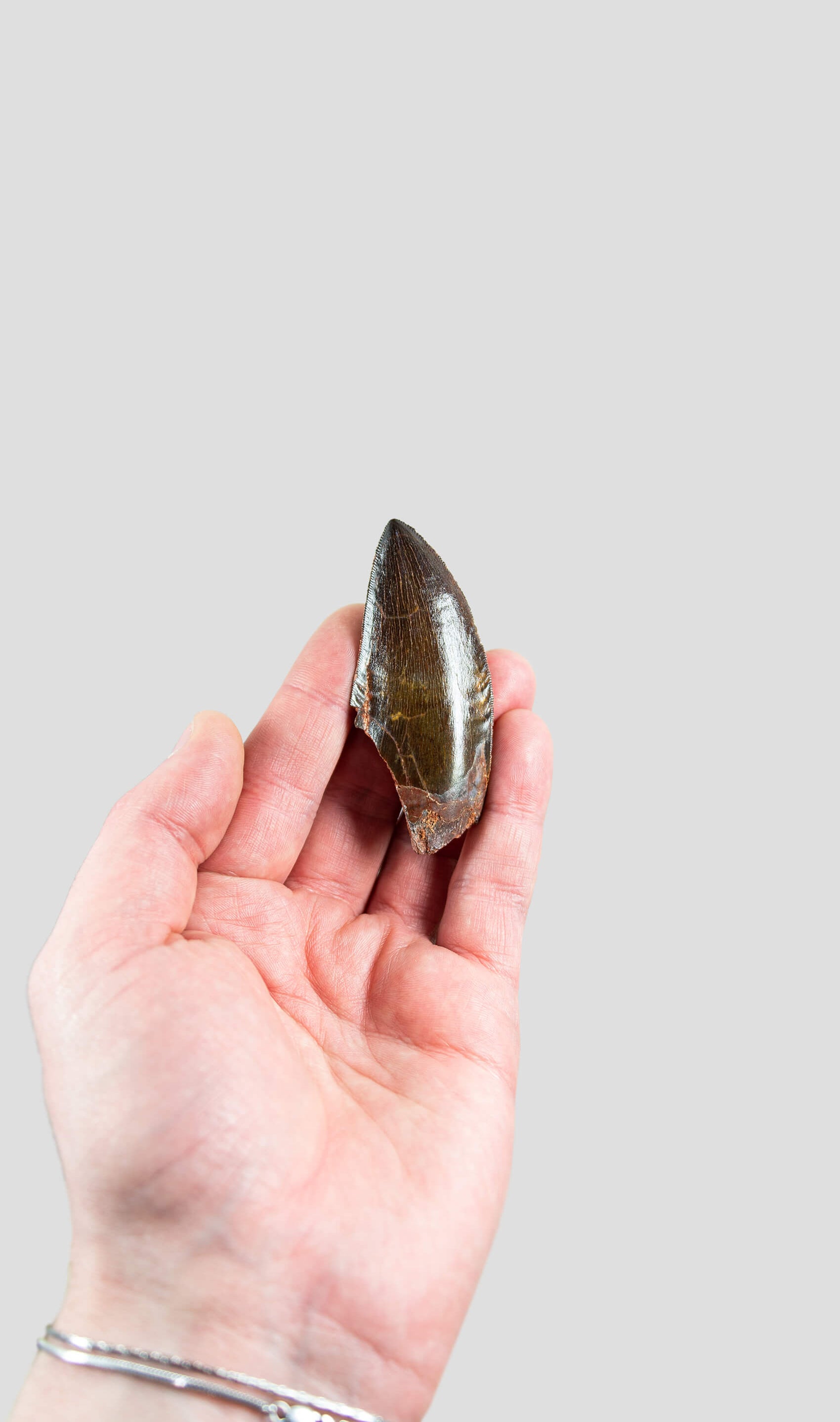 Carcharodontosaurus Saharicus N.African Tyrannosaurus Rex Dinosaur Tooth [NWA T-Rex] 73mm