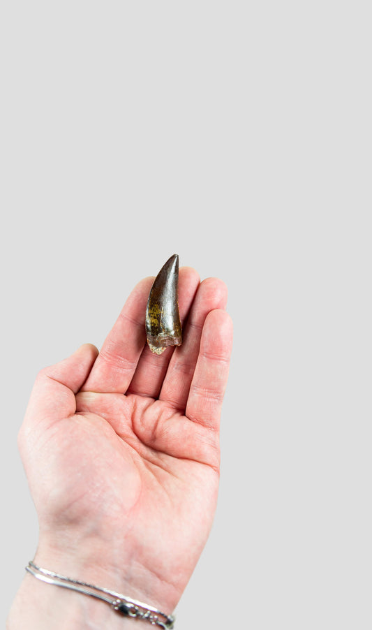 Carcharodontosaurus Saharicus N.African Tyrannosaurus Rex Dinosaur Tooth [NWA T-Rex] 50mm