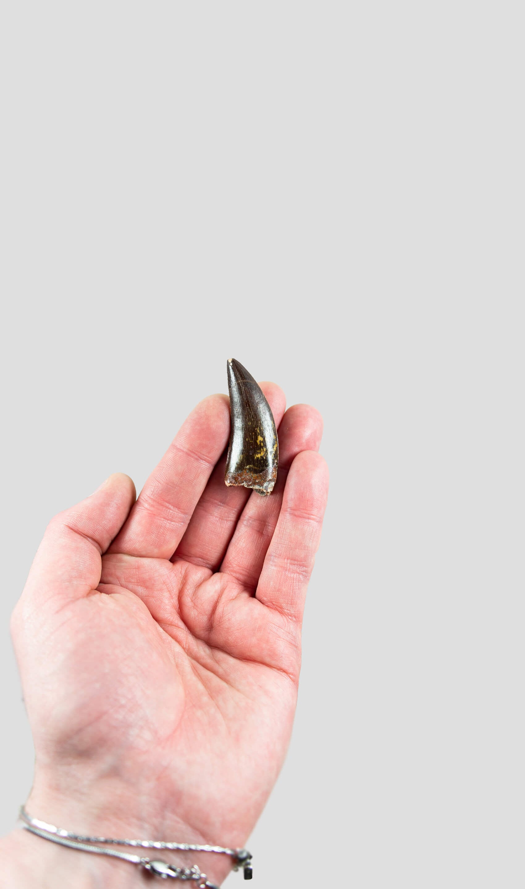 Carcharodontosaurus Saharicus N.African Tyrannosaurus Rex Dinosaur Tooth [NWA T-Rex] 50mm