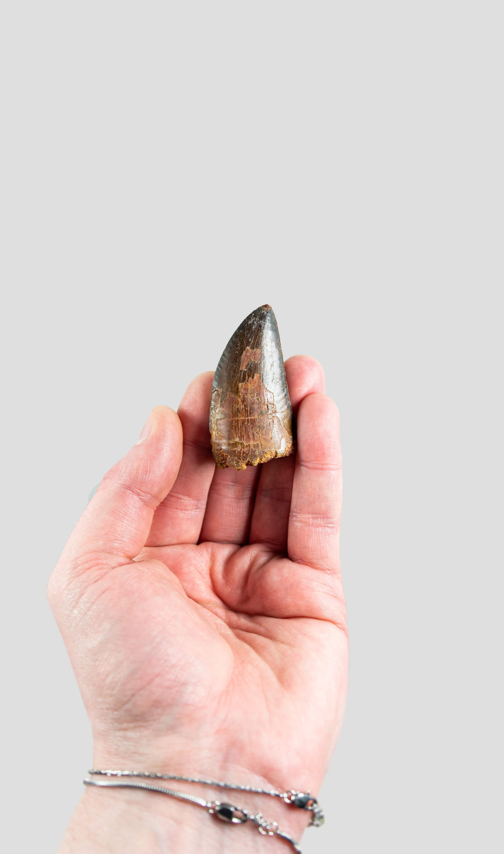 Carcharodontosaurus Saharicus N.African Tyrannosaurus Rex Dinosaur Tooth [NWA T-Rex] 56mm