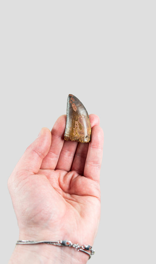 Carcharodontosaurus Saharicus N.African Tyrannosaurus Rex Dinosaur Tooth [NWA T-Rex] 56mm