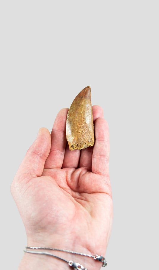 Carcharodontosaurus Saharicus N.African Tyrannosaurus Rex Dinosaur Tooth [NWA T-Rex] 69mm