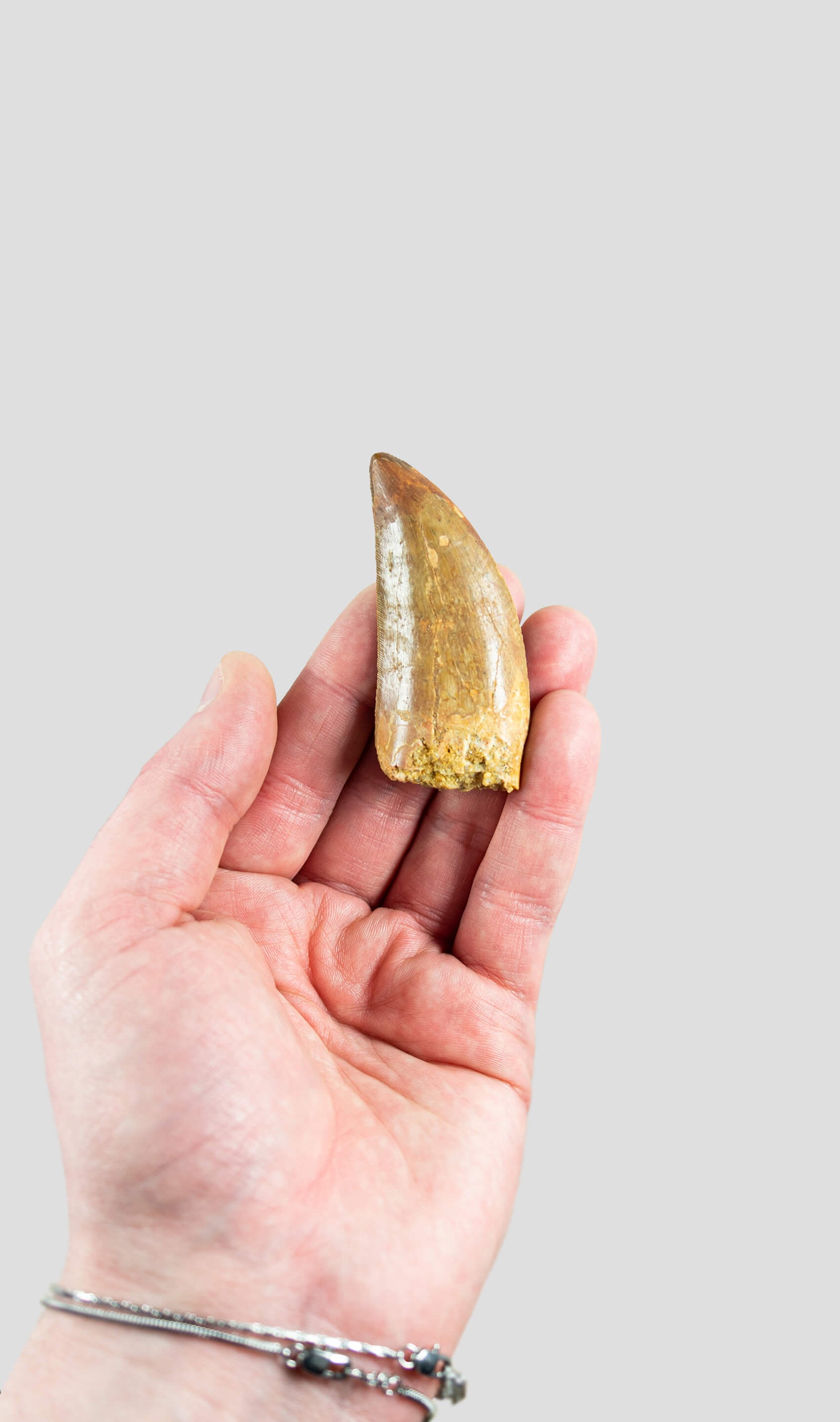 Carcharodontosaurus Saharicus N.African Tyrannosaurus Rex Dinosaur Tooth [NWA T-Rex] 69mm