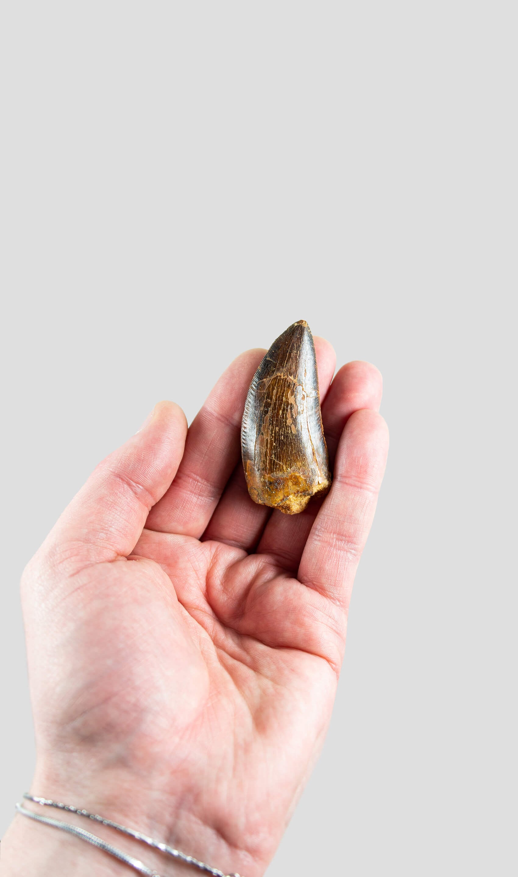 Carcharodontosaurus Saharicus N.African Tyrannosaurus Rex Dinosaur Tooth [NWA T-Rex] 60mm