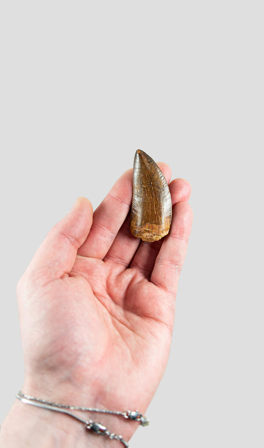 Carcharodontosaurus Saharicus N.African Tyrannosaurus Rex Dinosaur Tooth [NWA T-Rex] 60mm